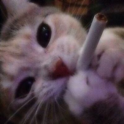 Cat meme card 4
