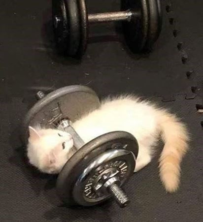 Cat meme card 3