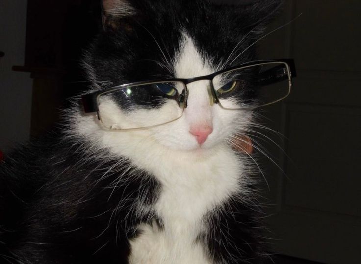 Cat meme card 2