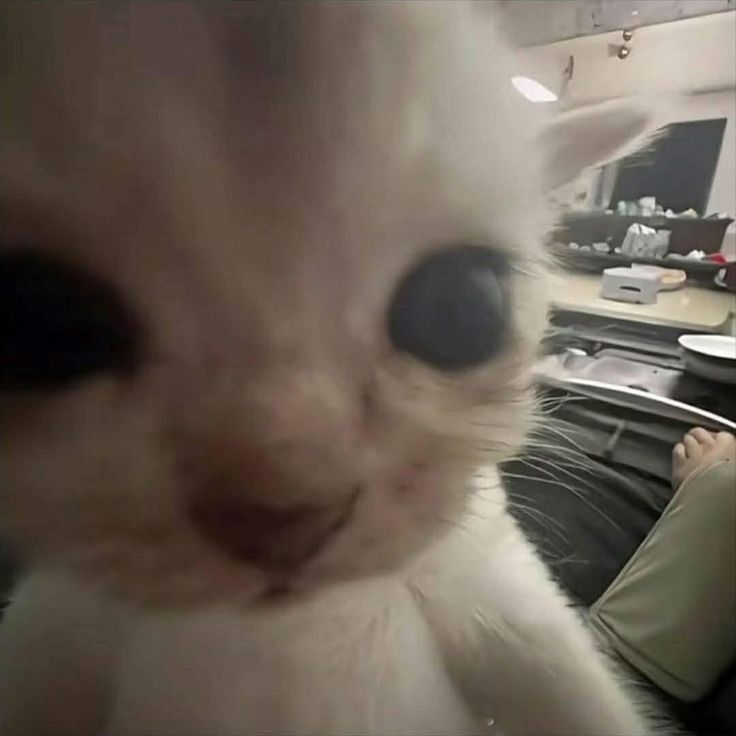 Cat meme card 1